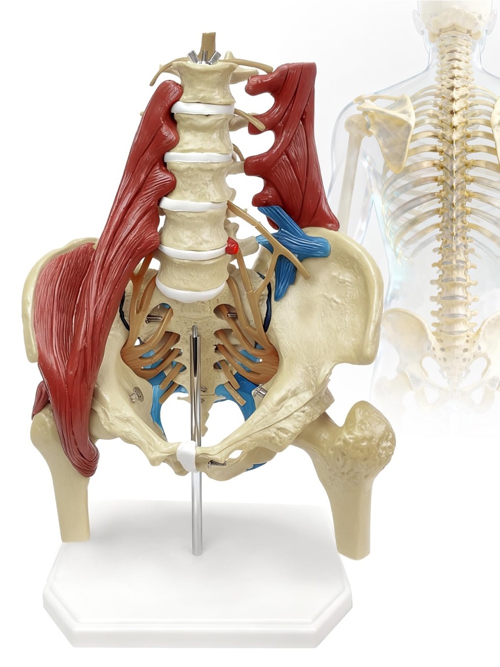 Lumbar Spine Model With Nerves, Female Pelvis Model Anatomy 1:1 Life Size